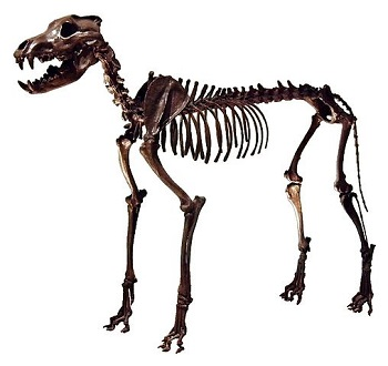Illustration for article titled The Truth About Real-Life Dire Wolves